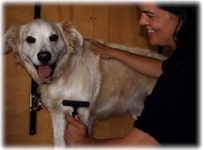 Grooming service includes bursh, comb and dematting of your dog or cat